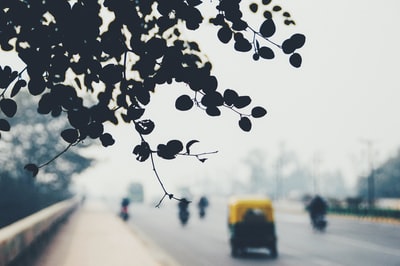 树叶的轮廓与繁忙的道路
